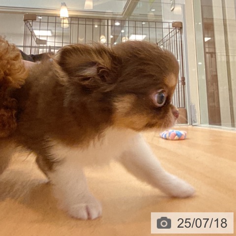 チワワの写真