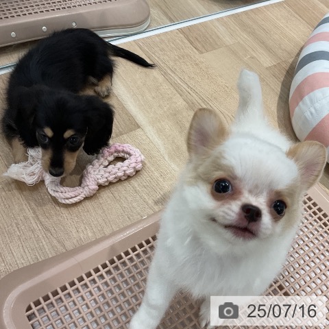 ミニチュア・ダックスフンドの写真