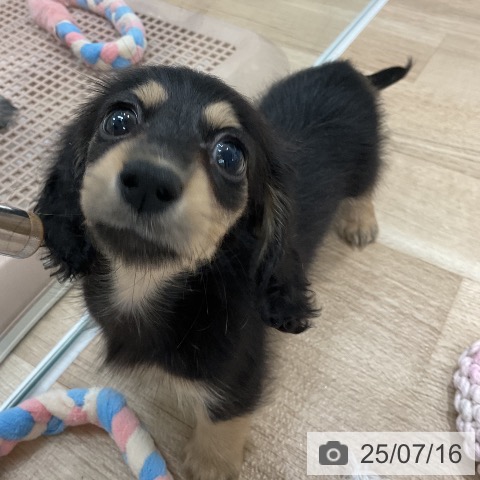 ミニチュア・ダックスフンドの写真