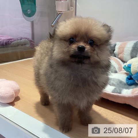 ポメラニアンの写真
