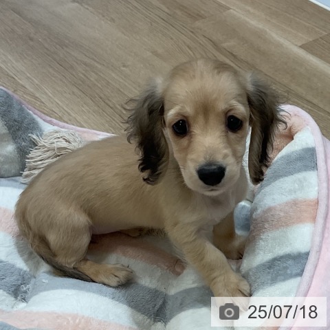 ミニチュア・ダックスフンドの写真