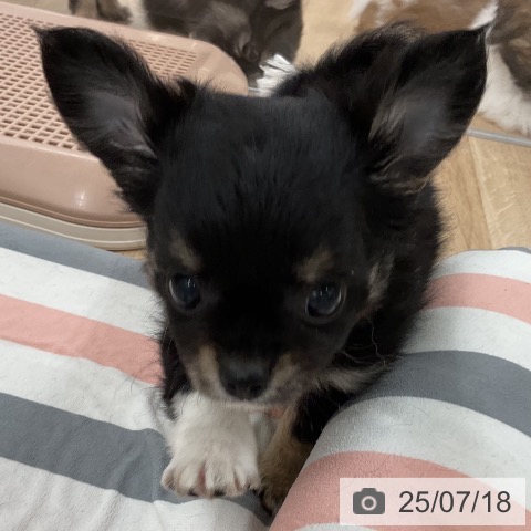 チワワの写真