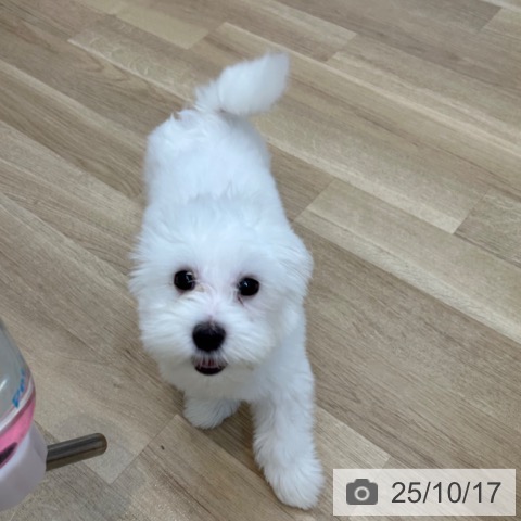 マルチーズの写真
