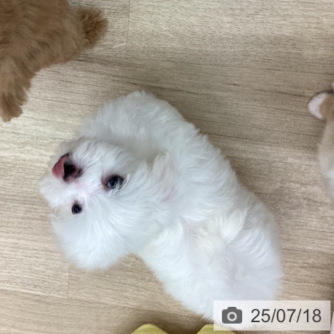 マルチーズの写真