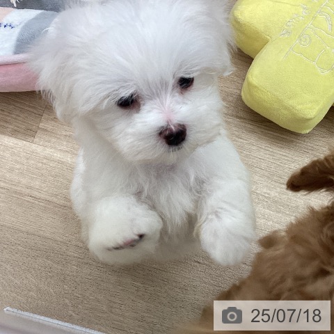 マルチーズの写真