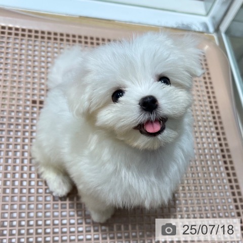 マルチーズの写真