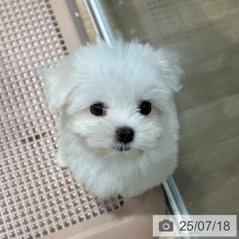 マルチーズの写真