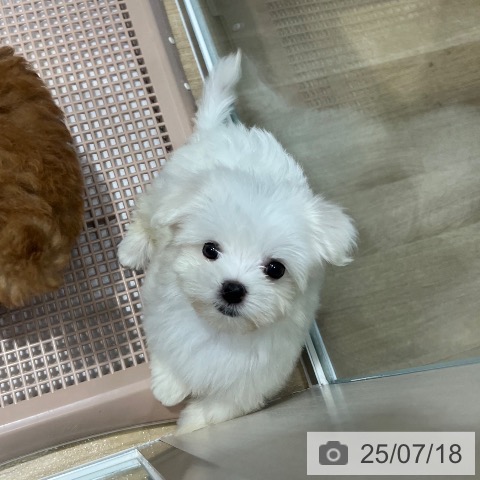 マルチーズの写真