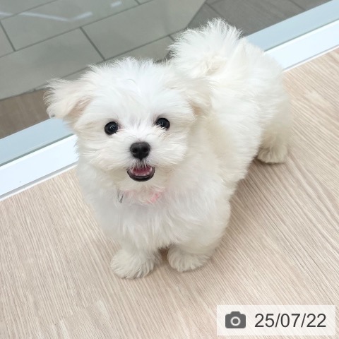 マルチーズの写真