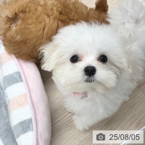 マルチーズの写真