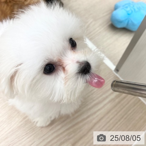 マルチーズの写真