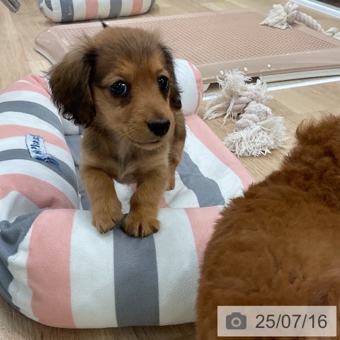 ミニチュア・ダックスフンドの写真