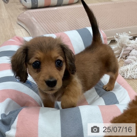 ミニチュア・ダックスフンドの写真