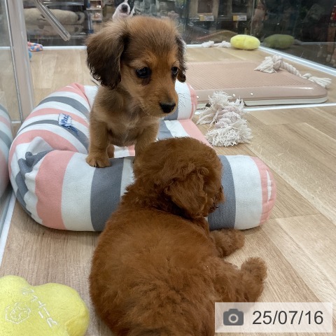 ミニチュア・ダックスフンドの写真