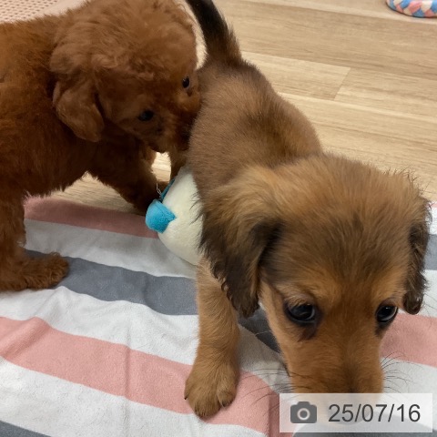 ミニチュア・ダックスフンドの写真