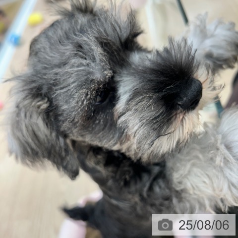 ミニチュア・シュナウザーの写真