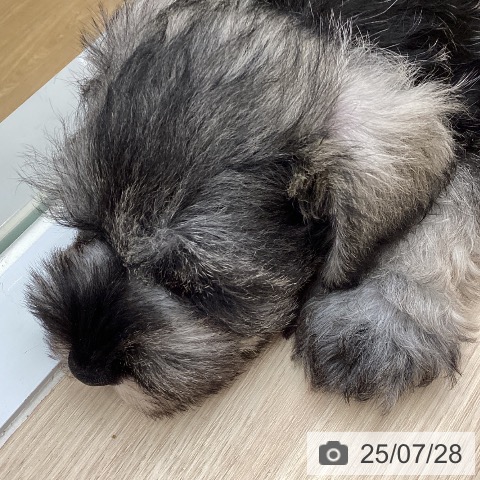 ミニチュア・シュナウザーの写真