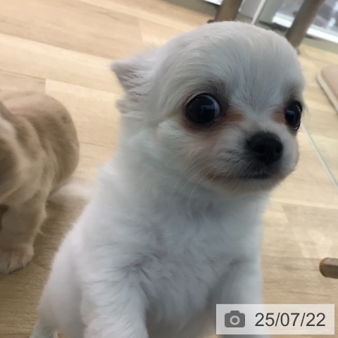チワワの写真