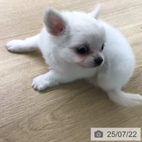 チワワの写真