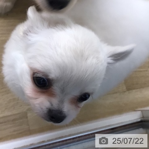 チワワの写真