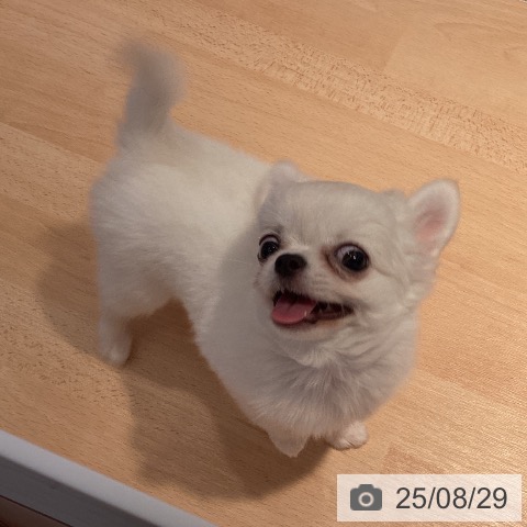 チワワの写真