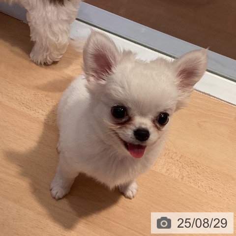 チワワの写真