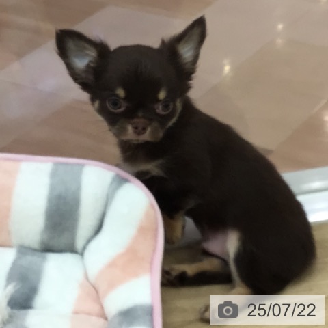 チワワの写真