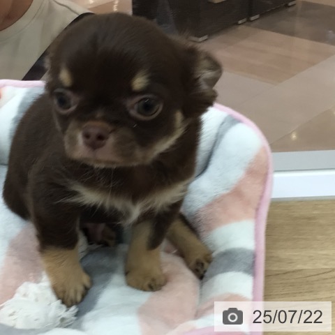 チワワの写真