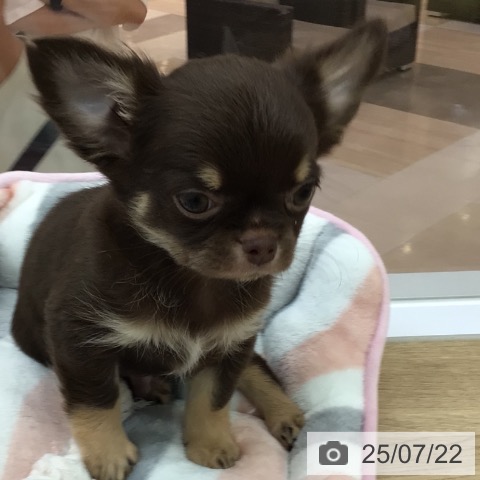 チワワの写真