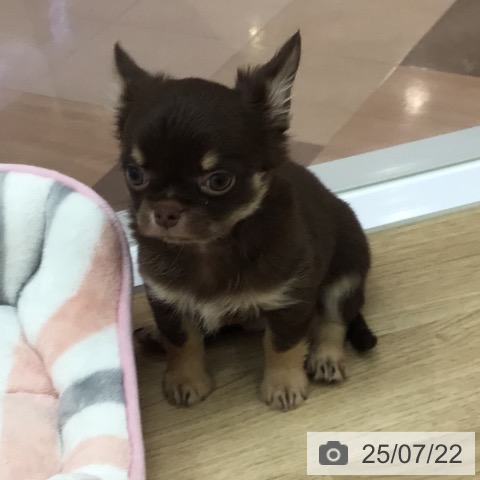 チワワの写真