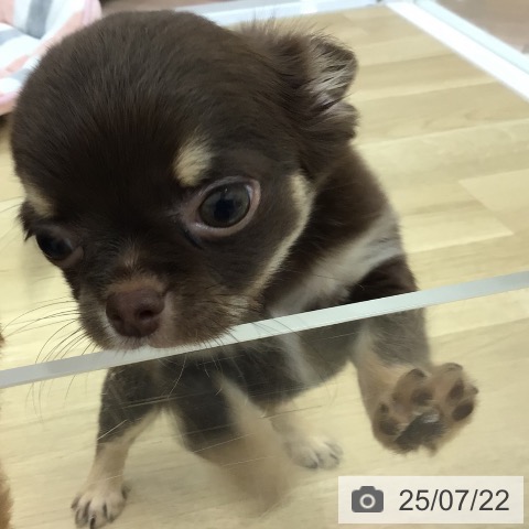 チワワの写真