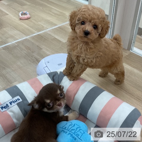 チワワの写真