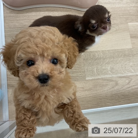 チワワの写真