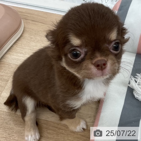 チワワの写真