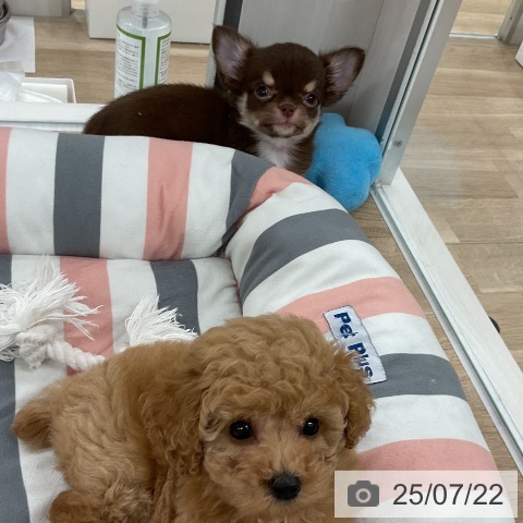 チワワの写真