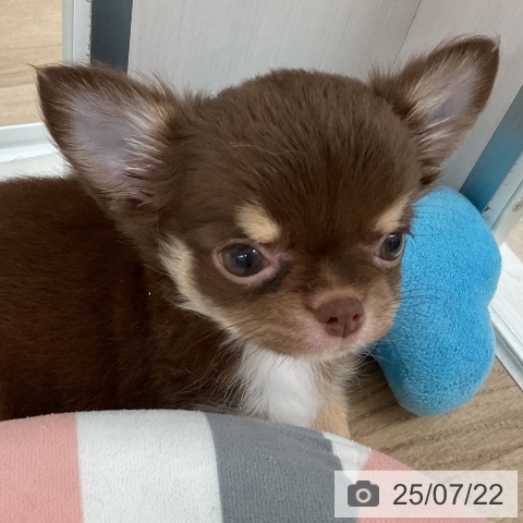 チワワの写真