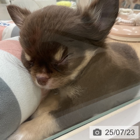 チワワの写真
