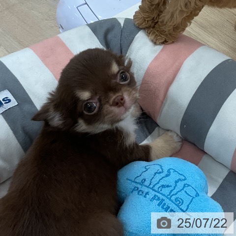 チワワの写真