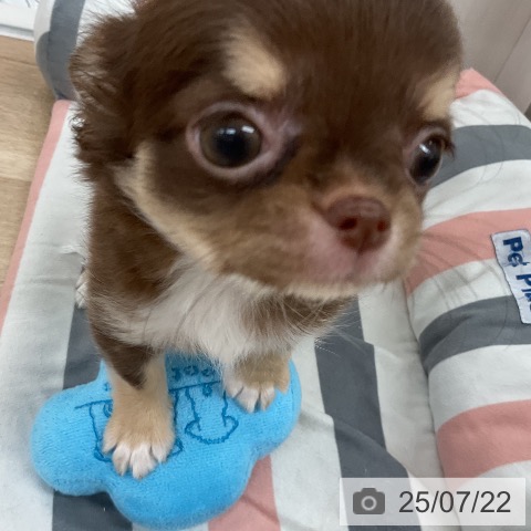 チワワの写真