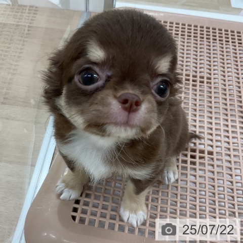 チワワの写真