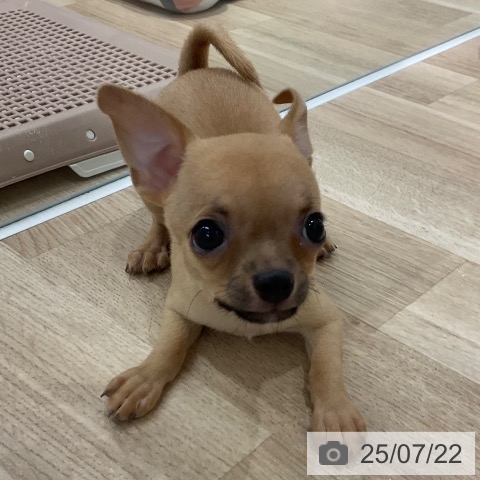チワワの写真
