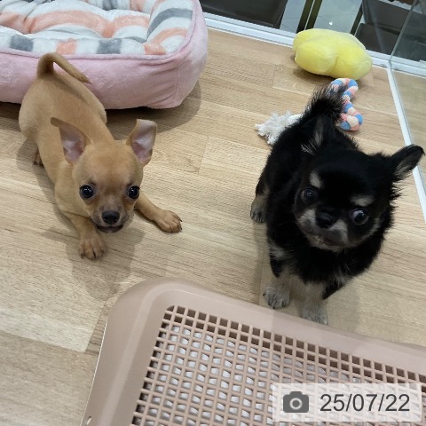 チワワの写真