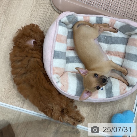 チワワの写真