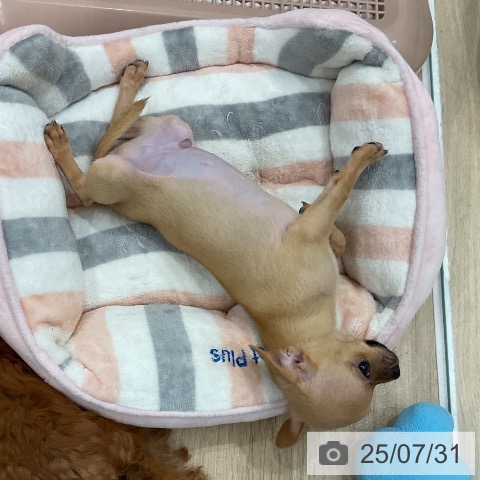 チワワの写真
