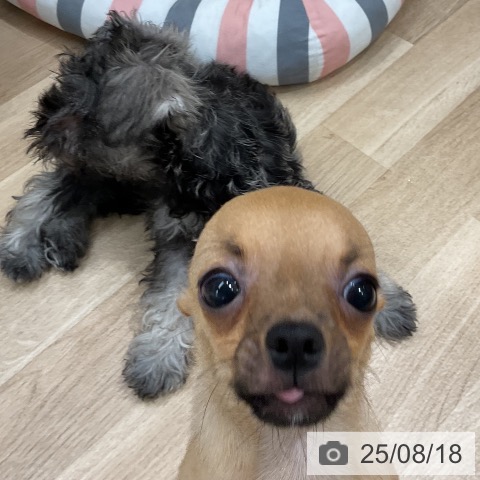 チワワの写真
