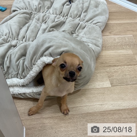 チワワの写真