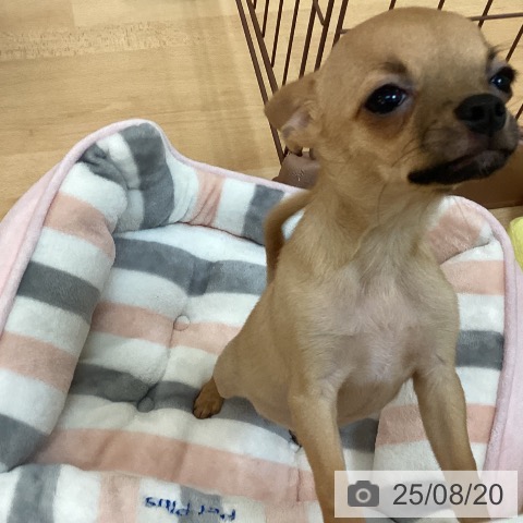 チワワの写真