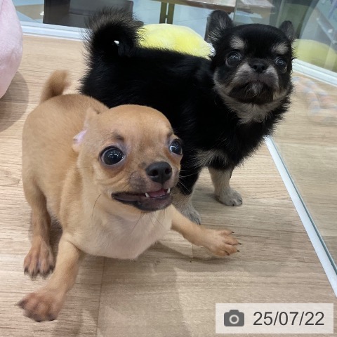 チワワの写真