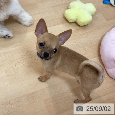 チワワの写真