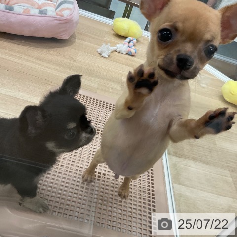 チワワの写真